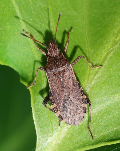 Ceraleptus gracilicornis - tüskéslábú karimáspoloska