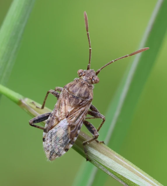 Rhopalidae - üvegpoloskák