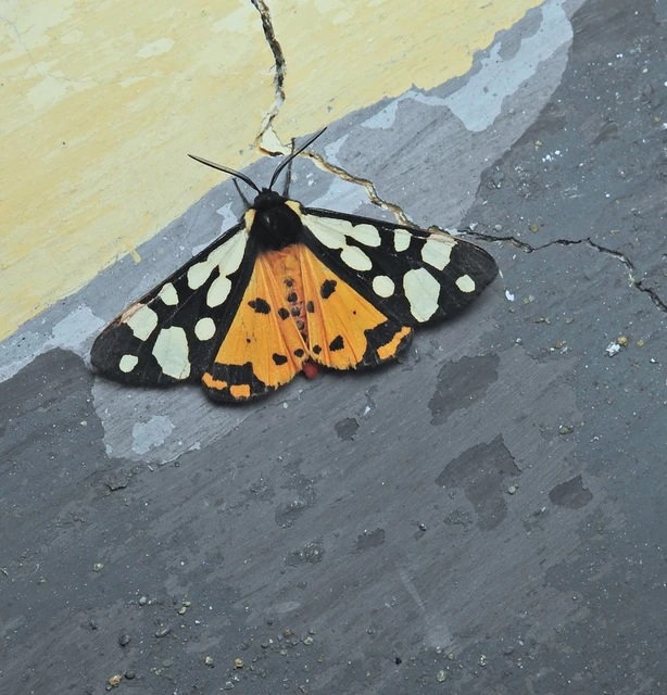 Arctia villica - fekete medvelepke