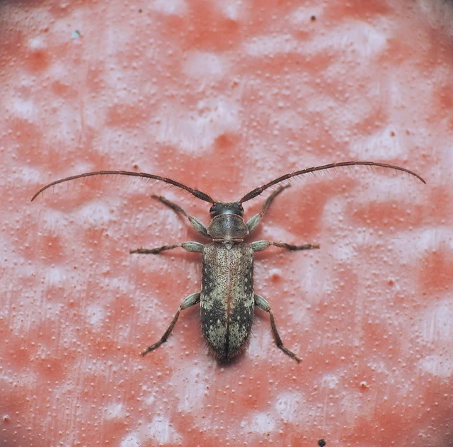Exocentrus adspersus - tölgyfa-rőzsecincér