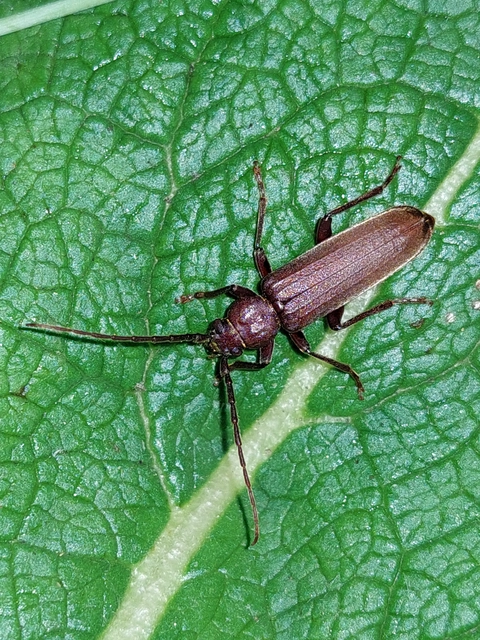Arhopalus rusticus - gödrösnyakú cincér