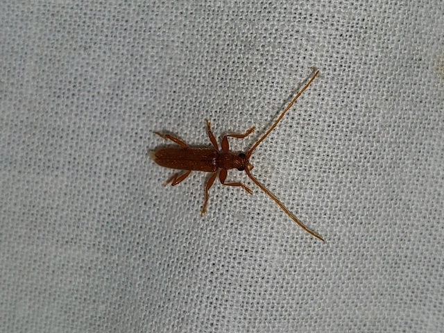 Axinopalpis gracilis - kecses selymescincér