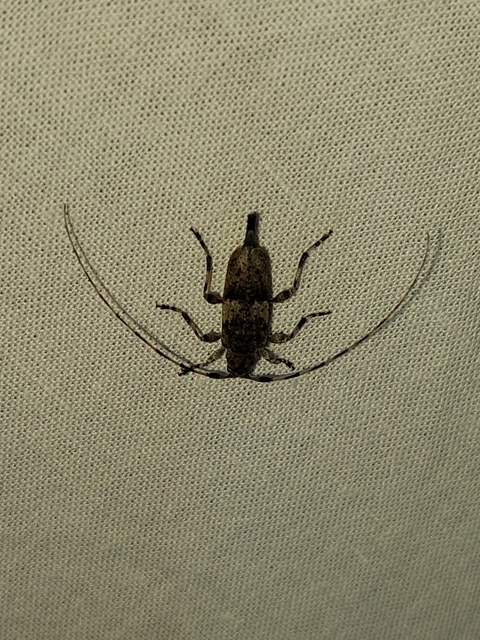 Acanthocinus griseus - szürke daliáscincér
