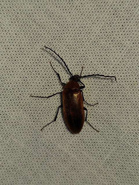 Pseudocistela ceramboides - narancssárga alkonybogár