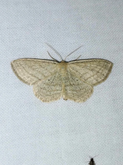 Scopula virgulata - vesszős sávosaraszoló