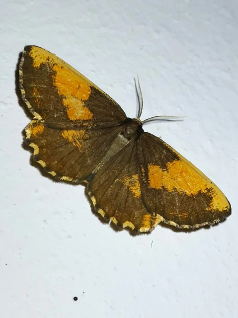 Angerona prunaria - sárga kökényaraszoló