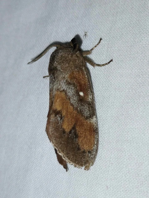 Dendrolimus pini - fenyőpohók