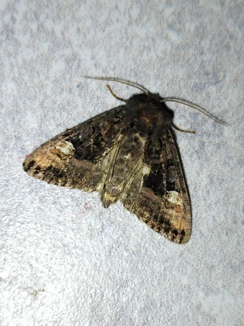 Euplexia lucipara - szeder-csipkésbagoly