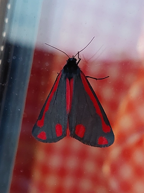 Tyria jacobaeae - jakabfű-medvelepke