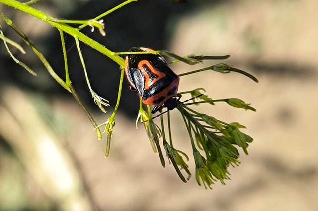 Perillus bioculatus