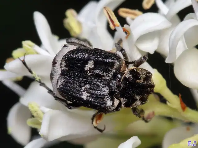 Valgus hemipterus - suta virágbogár