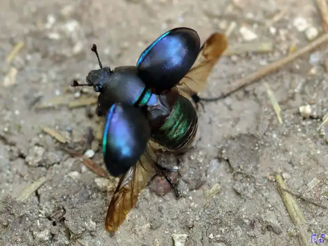 Trypocopris vernalis - tavaszi álganéjtúró