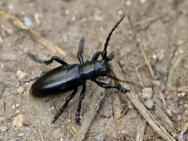 Dorcadion aethiops - fekete gyalogcincér