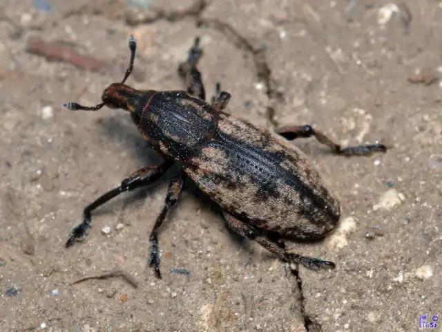 Pseudocleonus cinereus - hamvas barkó