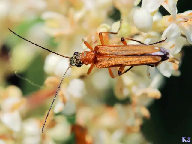Oedemera podagrariae - székfű-álcincér