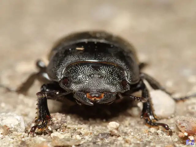 Dorcus parallelipipedus - kis szarvasbogár
