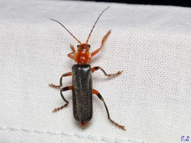 Cantharis livida - mezei lágybogár