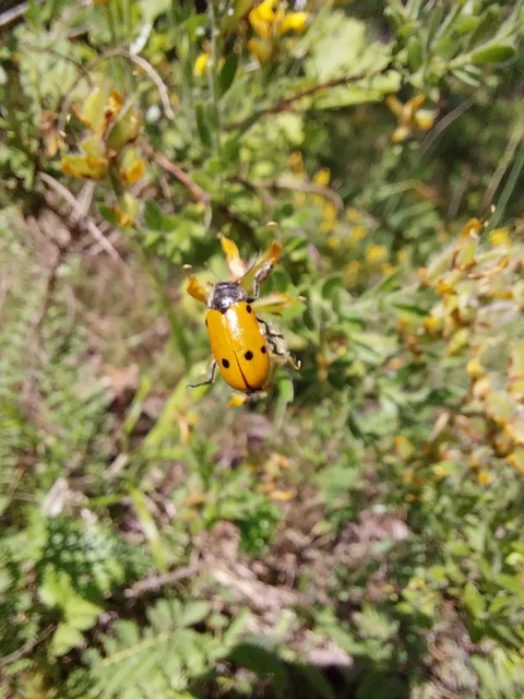 Lachnaia sexpunctata - szőrösnyakú zsákhordóbogár