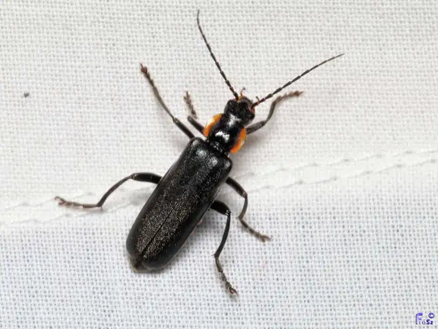 Cantharis obscura - sötét lágybogár