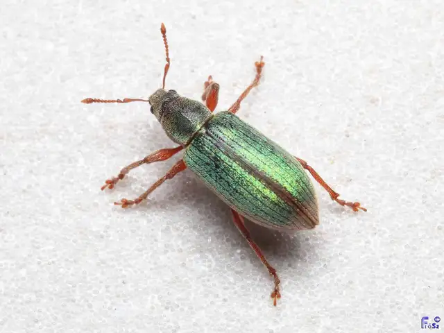 Polydrusus impar - fenyves-lombormányos