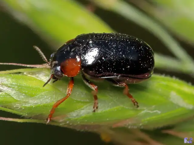 Smaragdina aurita - feketehátú zsáklevelész