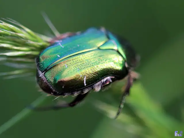 Cetonia aurata - aranyos virágbogár