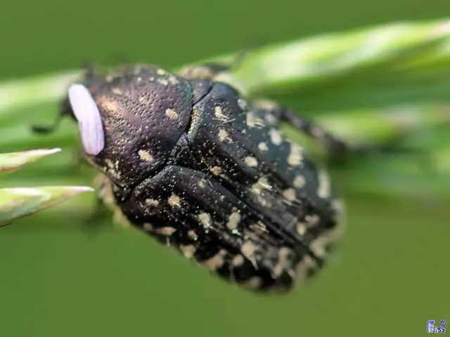 Oxythyrea funesta - sokpettyes virágbogár