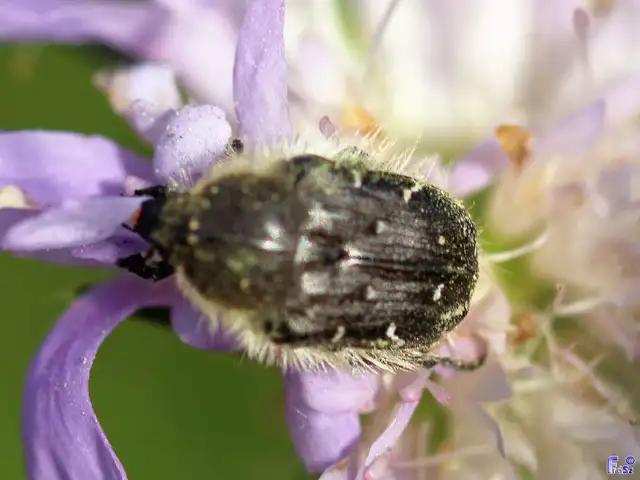 Tropinota hirta - bundás virágbogár