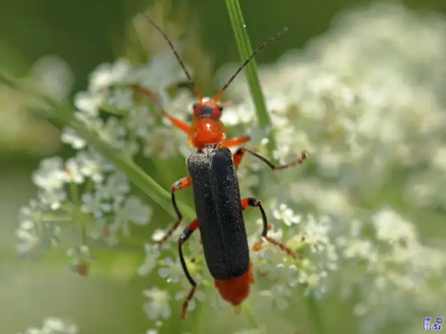 Cantharis livida - mezei lágybogár