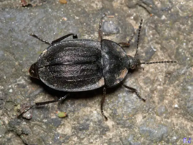 Phosphuga atrata - bordás csigarabló
