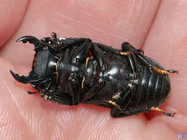 Dorcus parallelipipedus - kis szarvasbogár