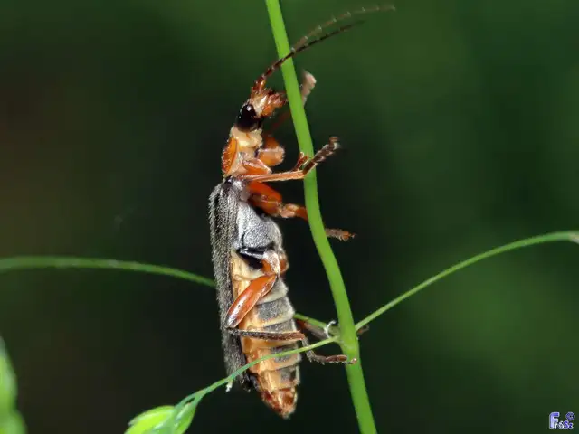 Cantharis nigricans - feketéllő lágybogár
