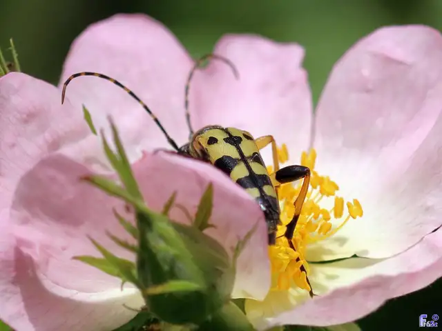 Rutpela maculata - tarkacsápú karcsúcincér