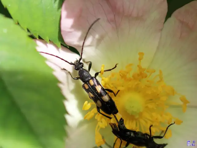 Anoplodera sexguttata - foltos virágcincér