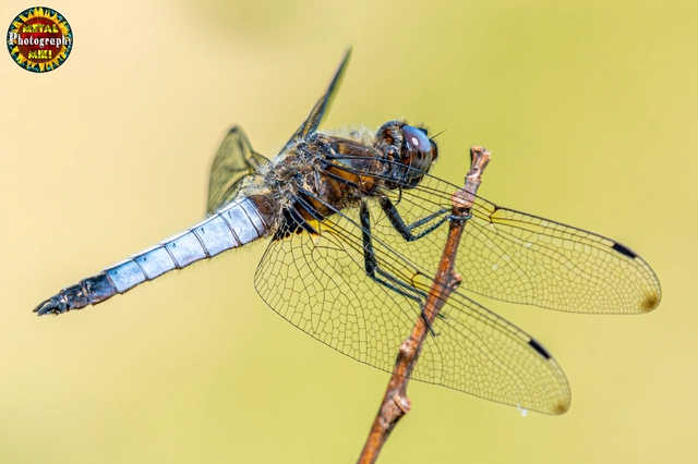Libellula fulva - kisfoltos laposacsa