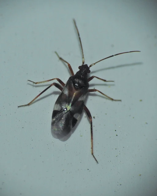 Heteroptera - Poloskák