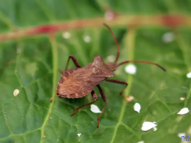 Coreus marginatus - közönséges karimáspoloska