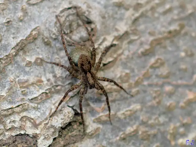 Pardosa