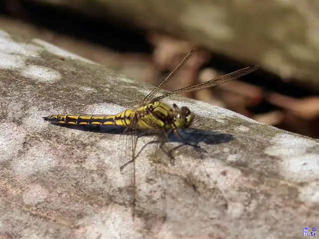 Orthetrum cancellatum - feketefarkú pásztorszitakötő