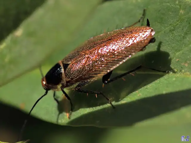 Blattodea - Csótányok