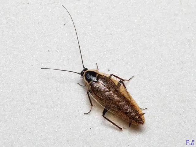 Blattodea - Csótányok