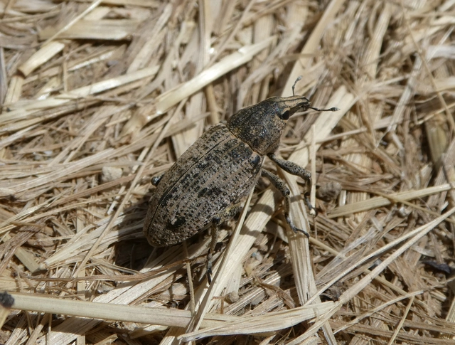 Asproparthenis punctiventris - lisztes répabarkó