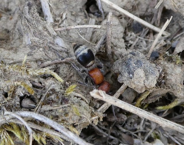 Mutillidae - hangyadarazsak