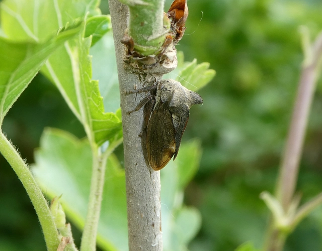Centrotus cornutus - szarvaskabóca