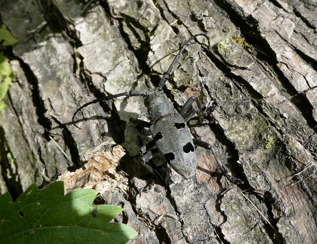 Morimus asper funereus - gyászcincér