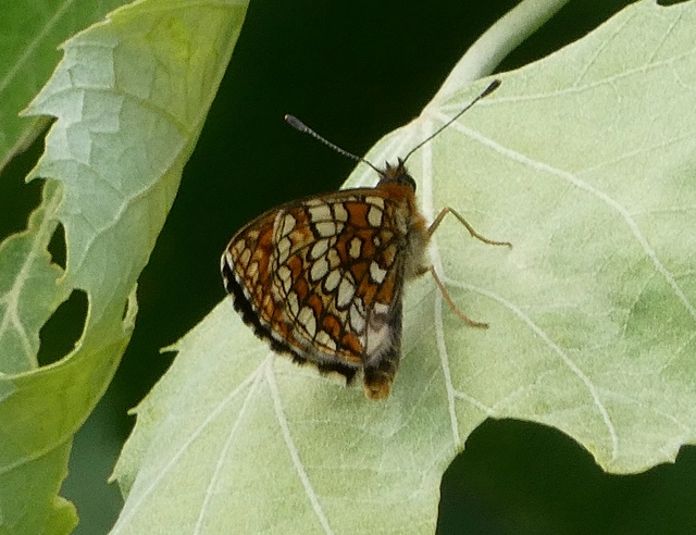 Melitaea aurelia - recés tarkalepke