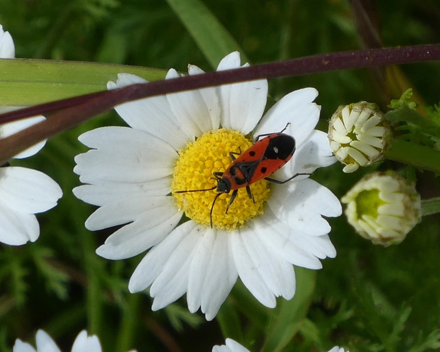 Melanocoryphus albomaculatus - nagy fehérfoltos-bodobács