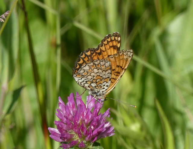 Melitaea phoebe - nagy tarkalepke