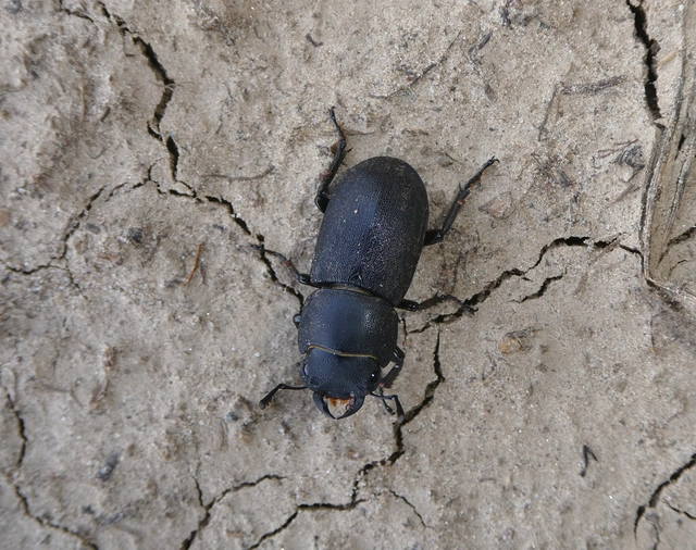 Dorcus parallelipipedus - kis szarvasbogár