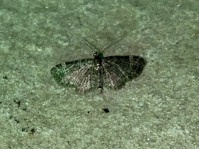 Pasiphila chloerata - hamvas törpearaszoló